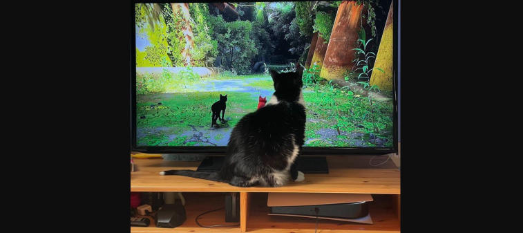 Nicht nur Leute mögen Stray - Katzen beobachten das Gameplay des Spiels. Foto 2